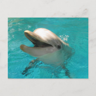 Carte Postale Dauphin souriant