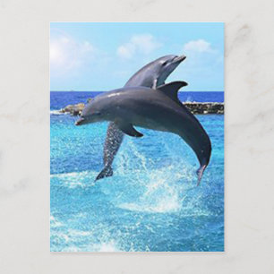 Carte Postale Dauphins