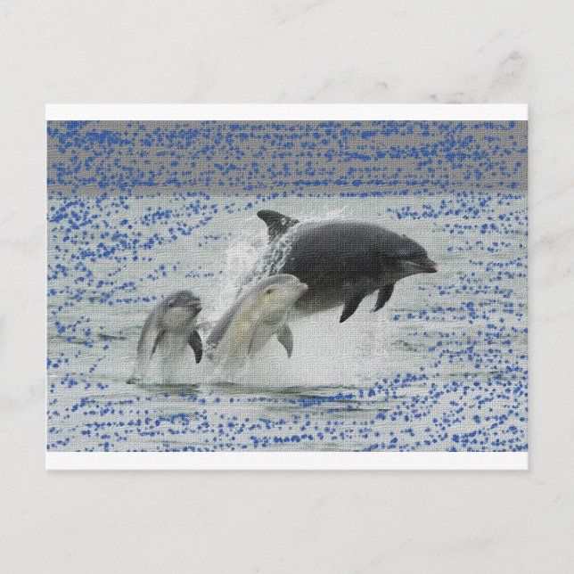 Carte Postale Dauphins (Devant)
