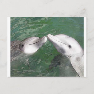 Carte Postale Dauphins