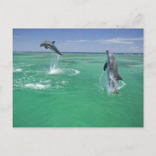 Carte Postale Dauphins à gros nez Tursiops truncatus