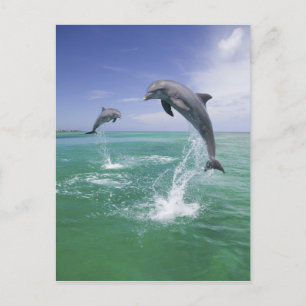Carte Postale Dauphins à gros nez Tursiops truncatus