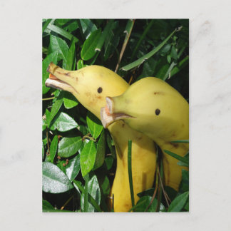 Carte Postale Dauphins à visage bananier