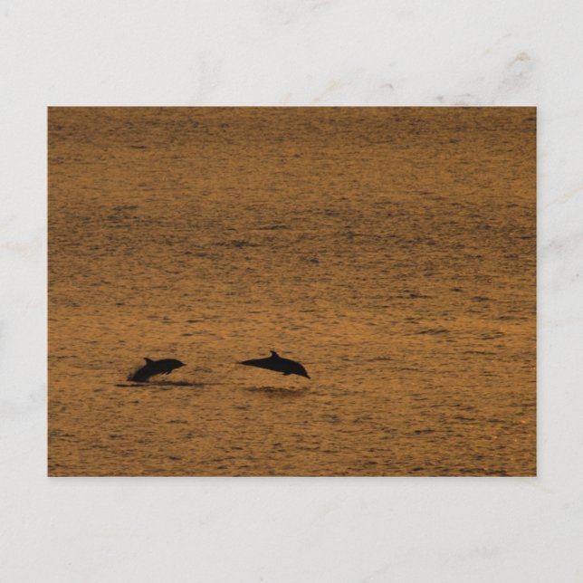 Carte Postale Dauphins au coucher du soleil (Devant)