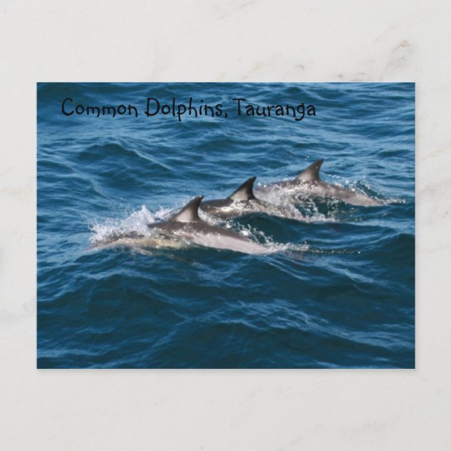 Carte Postale Dauphins communs (Devant)