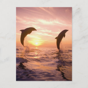 Carte Postale Dauphins de verdure Tursiops truncatus