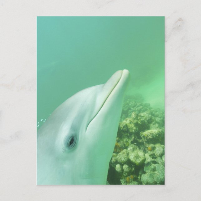 Carte Postale Dauphins de verdure Tursiops truncatus (Devant)