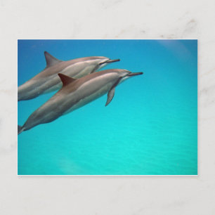 Carte Postale Dauphins d'Hawaii