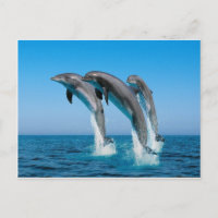 dauphins en goulot qui saute d'une mer bleue clair
