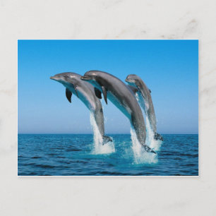 Carte Postale dauphins en goulot qui saute d'une mer bleue clair