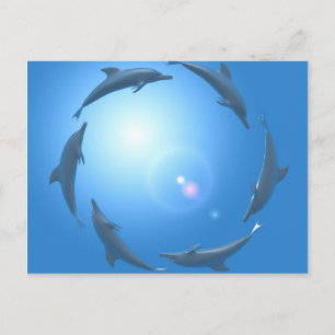 Carte Postale Dauphins flottant en cercle
