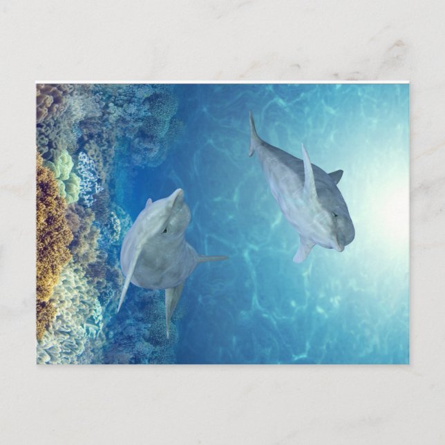 Carte Postale dauphins heureux (Devant)