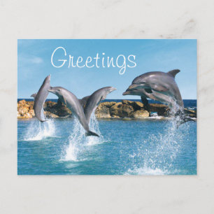 Carte Postale Dauphins nager et faire des tours