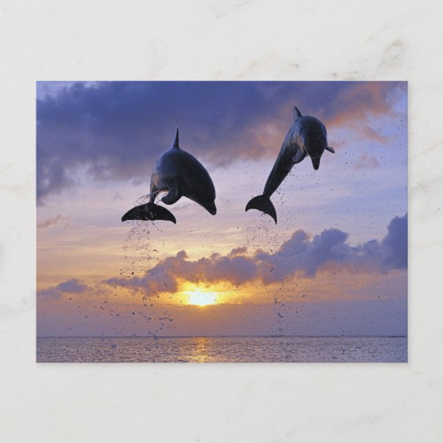 Carte Postale Dauphins sautant au coucher du soleil (Devant)