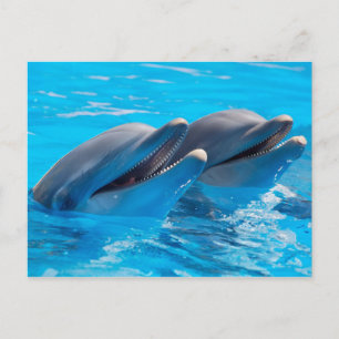 Carte Postale Dauphins souriants