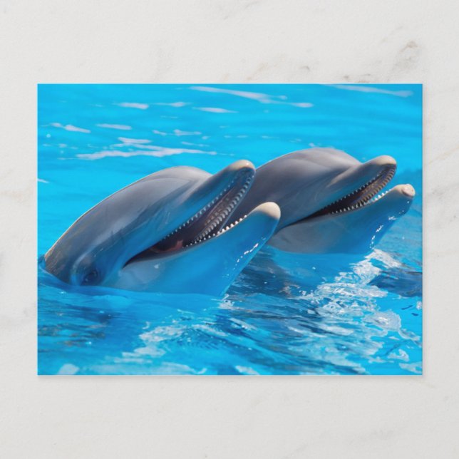 Carte Postale Dauphins souriants (Devant)