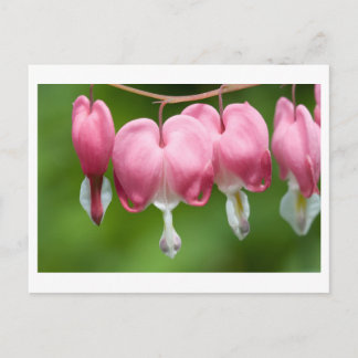 Carte Postale daurade