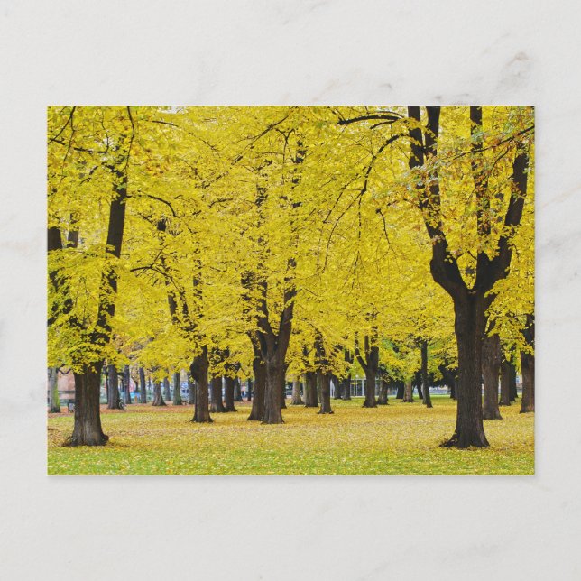 Carte Postale d'Automne (Devant)