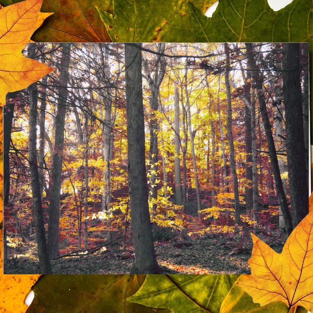 Carte postale d'automne colorée noir et blanc (Créateur téléchargé)
