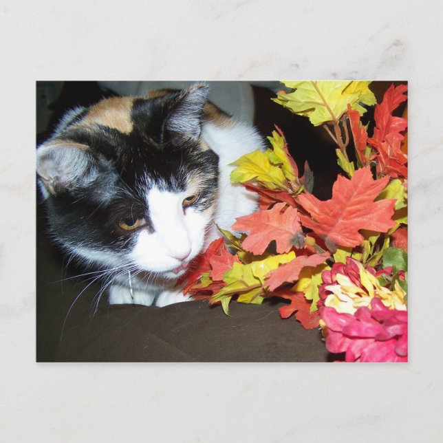 Carte postale d'automne de chat calico (Devant)