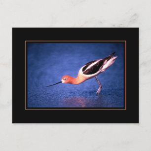 Carte postale d'Avocette d'Amérique