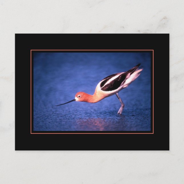 Carte postale d'Avocette d'Amérique (Devant)