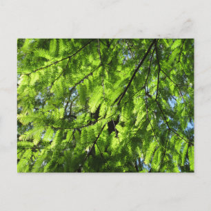 Carte Postale Dawn Redwood (Metasequoia)