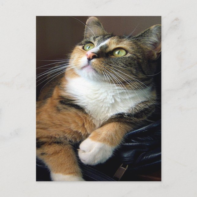 Carte postale Day Dreamer (Devant)