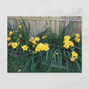 Carte Postale Daylilies