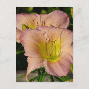 Carte Postale Daylilly