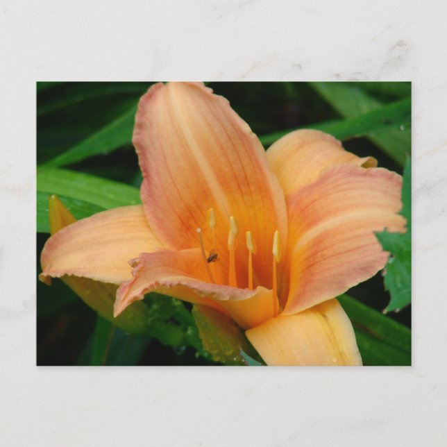 Carte Postale Daylily (Devant)