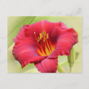 Carte Postale Daylily de Zinger