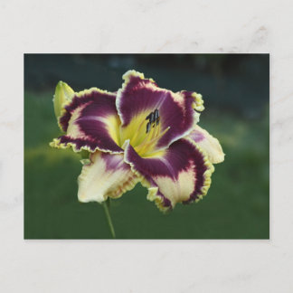 Carte Postale Dazzle Sud