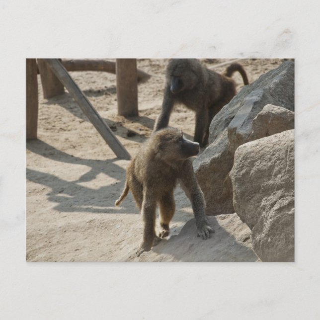 Carte postale de babouin (Devant)