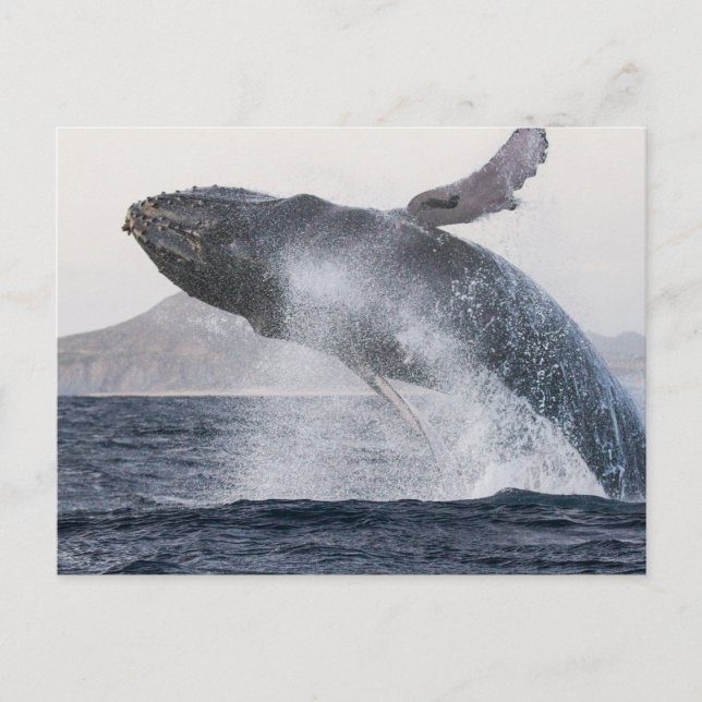 Carte postale de baleine à bosse (Devant)