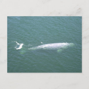 Carte postale de baleine grise
