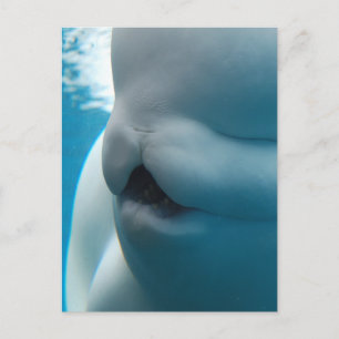 Carte postale de baleines de Beluga