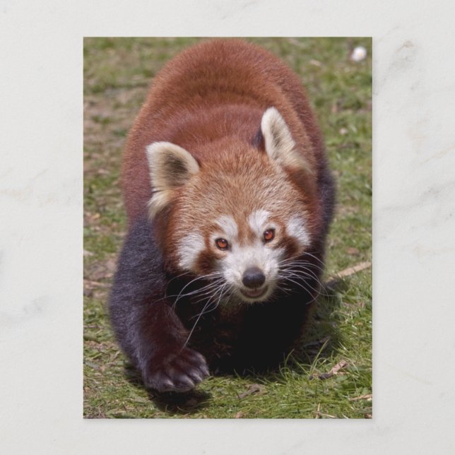 Carte postale de bandit (Devant)
