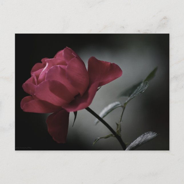 Carte postale de beauté de l'amour (Devant)