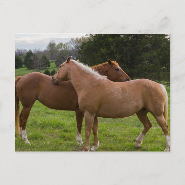 Carte postale de beautés au bain (Devant)