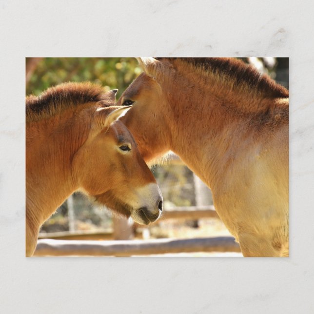 Carte Postale De beaux chevaux (Devant)