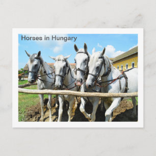 Carte Postale De beaux chevaux en Hongrie
