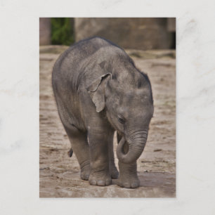 Carte postale de bébé éléphant