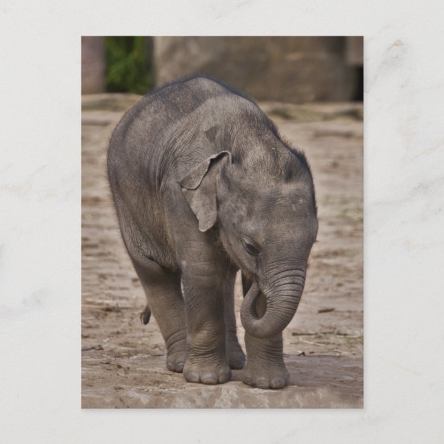 Carte postale de bébé éléphant (Devant)