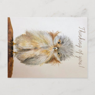 Carte postale de bébé hibou avec verset biblique