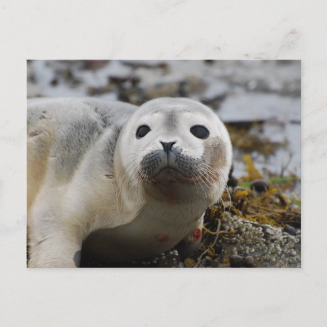Carte postale de bébé phoque (Devant)
