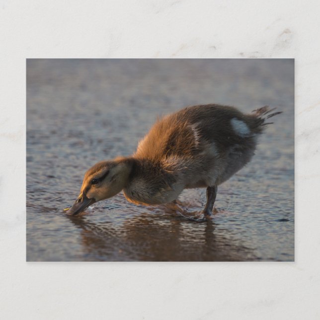 Carte postale de bébé soif (Devant)
