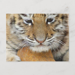 Carte postale de bébé tigre