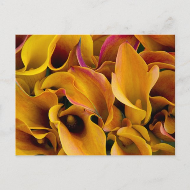 Carte Postale De belles callas colorées au (Devant)