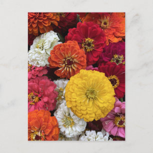 Carte Postale De belles mamans